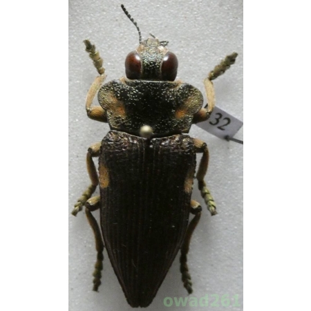Polybothris expansicollis (Fairmaire, 1869) Madagascar 32mm32